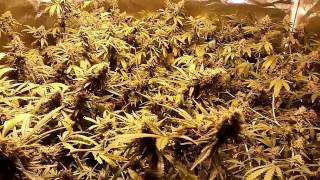 Ep7 Back to the Basics, So Easy a Caveman can do it!