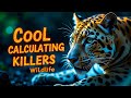 Cool Calculating Killers Animal Planet In Hindi Discovery