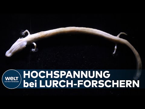 FORSCHER IN HÖCHSTER ERREGUNG: Erster deutscher Grottenolm-Nachwuchs ist tatsächlich möglich