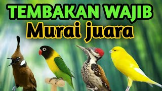 Download lagu MASTERAN MURAI TEMBAKAN MEWAH FULL ISIAN  mp3 Download lagu MASTERAN MURAI TEMBAKAN MEWAH FULL ISIAN  mp3