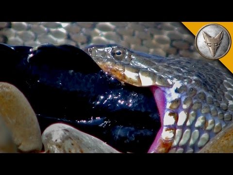 Brave Wilderness | Water Snake Eats a Super Sized Goby!