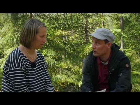 FSC®-metsäsuunnitelma