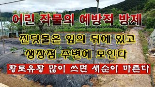 [텃밭농부 1,887]  어린 작물의 예방적 방제방법.  유황이 과하면 잎이 탄다! #천연농약