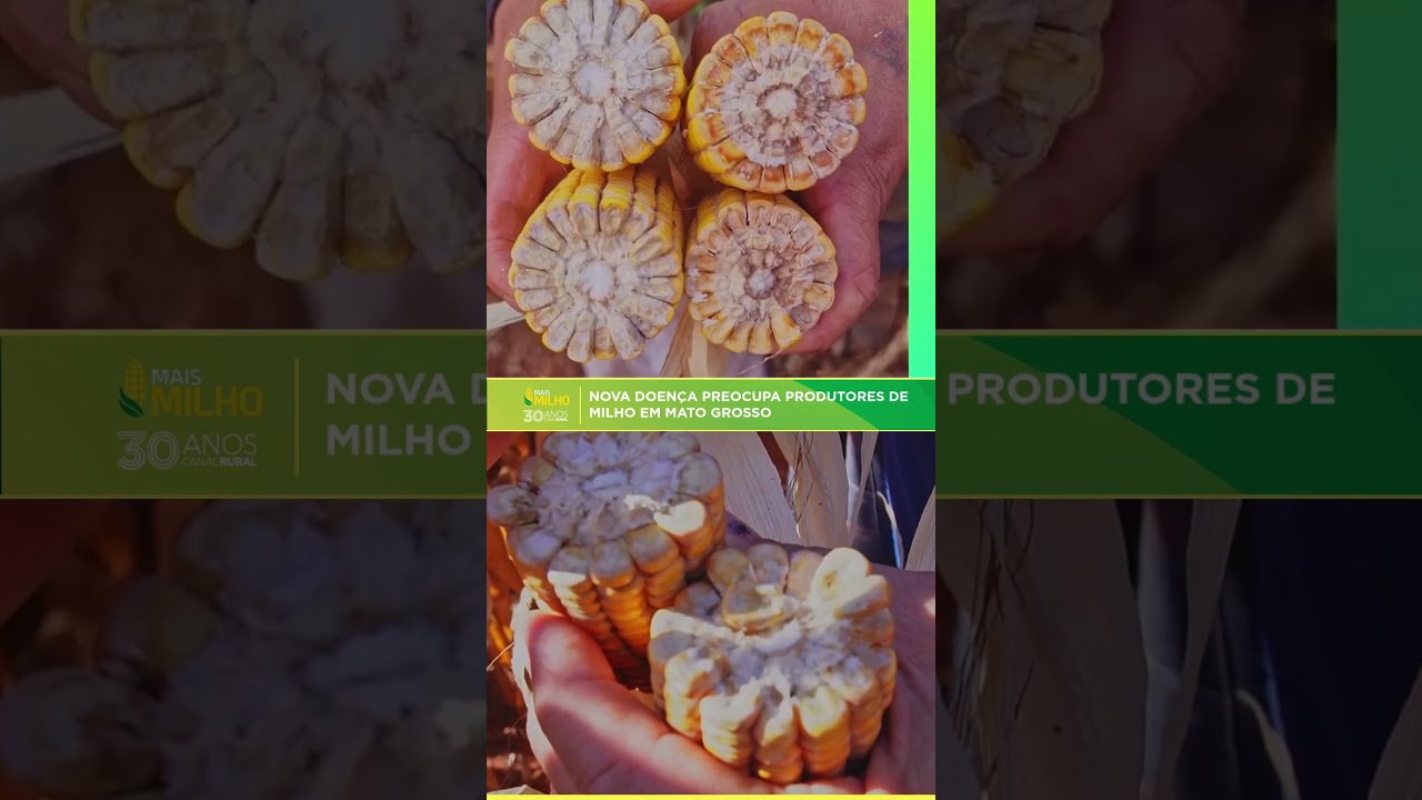 Nova doença preocupa produtores de milho em Mato Grosso | Mais Milho
