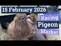 Racing Pigeon Market Lier Belgium 15 February 2026