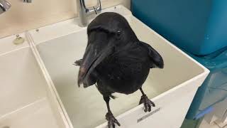 Dougal Almost Takes a Bath