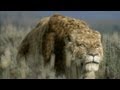 Sabre Tooth Cat Predator By Design Ice Age Giants Episode 1 Preview BBC