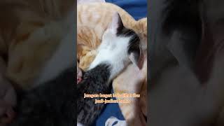 Download lagu Anak pungut sama Ibu angkat jadi2an #cat #shortvideo #pets #funnyshorts mp3