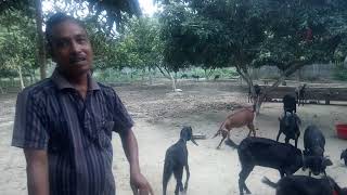 goat farming at baghati, paba, rajshahi