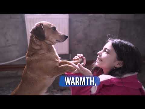 Help Ukrainian children now