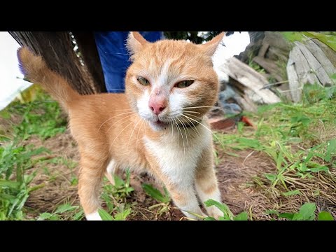 The Funniest Cats and Dogs ???????? Funny Cat Videos of 2024