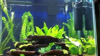Clown loach behavior