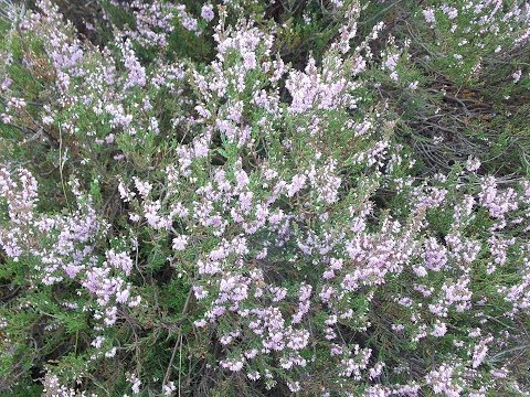 HEIDSCHNUCKENWEG Etappe 3 von Handeloh nach Undeloh