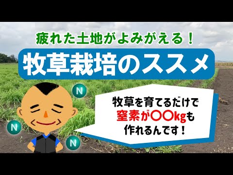 ファセリアを緑肥として使用するにはどうすればよいですか?彼の他の仕事は何ですか？  庭園