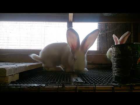 Утреннее кормление кроликов,немного о кокцидиозе.