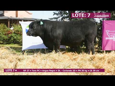 CABAÑA LOS CORRALES 2021  - LOTE 7 • RP 27 • Toro PC • Angus Negro •