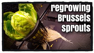 Regrowing Brussels Sprouts?! (Indoor Hydroponic Garden)