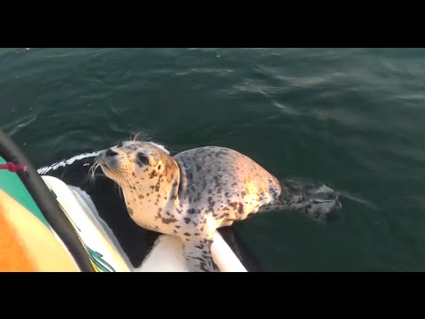 Baby Seal Helps Push Seadoo