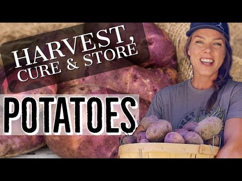 Storing Your Garden Potatoes for Winter - Harvest, Cure & Store for Long-Term Storage