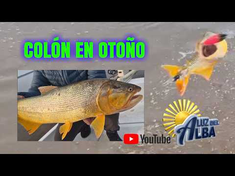 DORADOS DE OTOÑO, EN COLÓN, ENTRE RIÍOS.