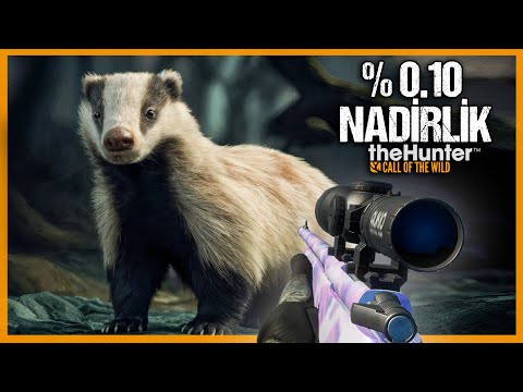 DIAMOND LEVEL 0.10% RARE DILUTE FURRY BADGER HUNT! A VERY LUCKY DAY! | theHunter:Call of the Wild