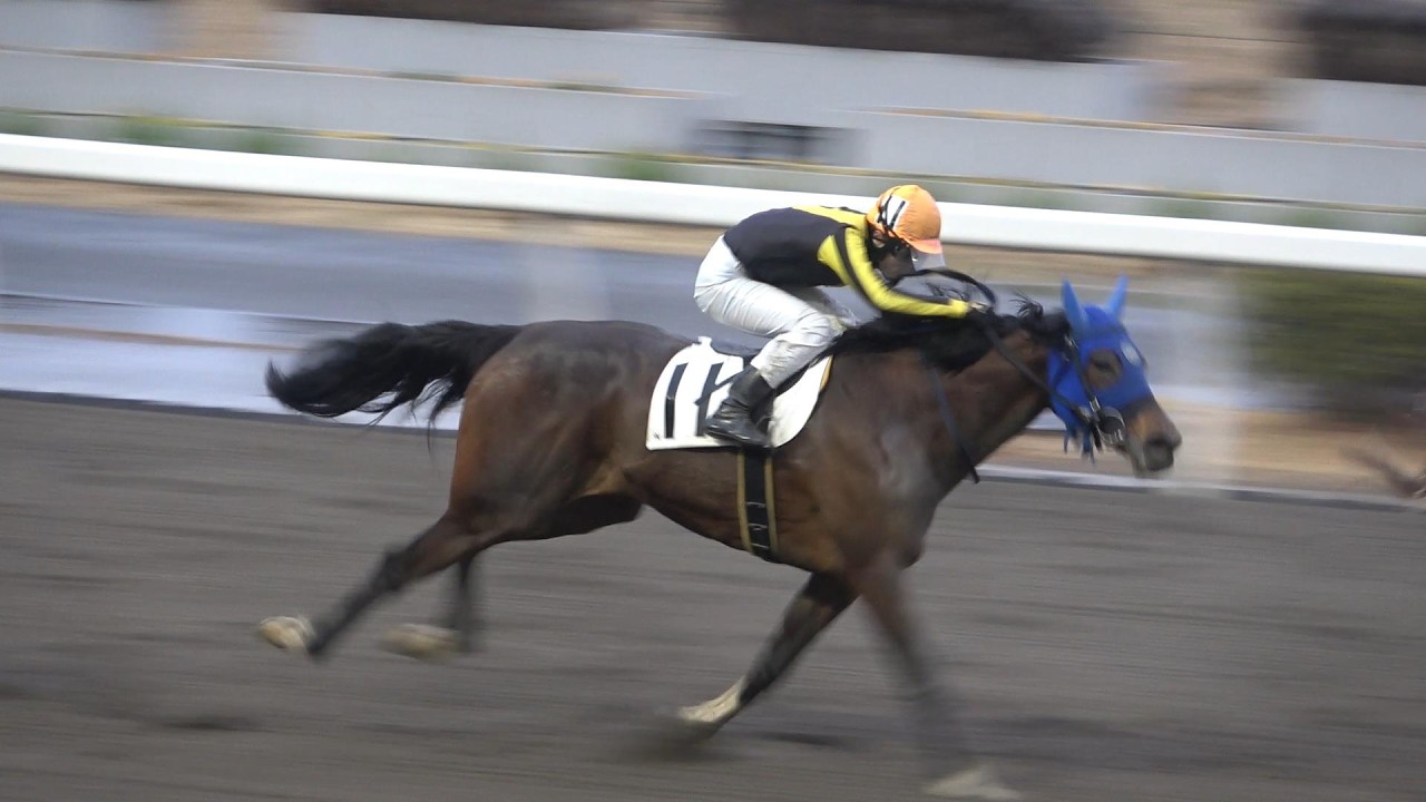 【現地撮影】2026年2月25日浦和競馬場9Rホウオウジュビリー&張田昴騎手7着