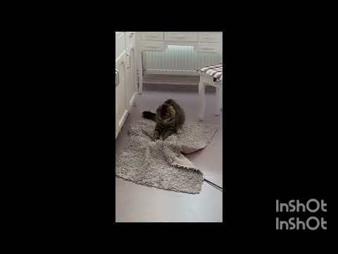 fun & meowing cats||🐱