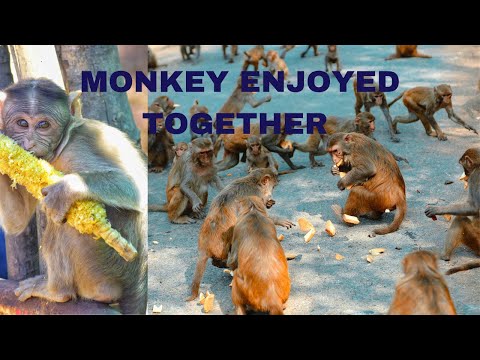 Aren't monkeys just the funniest? - monkey eating fruits #Monkeys #AnimalVideo #Primates