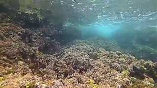 preview picture of video 'Buceo en marina del este La Herradura 2014'