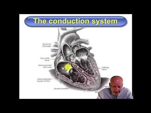 Cardiovascular Physiology Lecture 2 (Cardiac Electrophysiology) Part 1