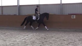 Video of Nupafeed's du Champ