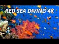 Scuba Diving in the Red Sea, Marsa Alam in 4K