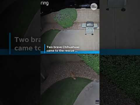 Chihuahuas protect shih tzu during coyote encounter