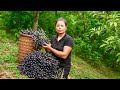 CEO Harvests Canarium Fruit To Cook Traditional Dishes