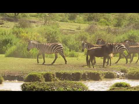 WILDEBEESTS AND ZEBRAS