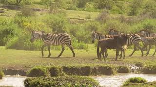 T One Tours And Safaris