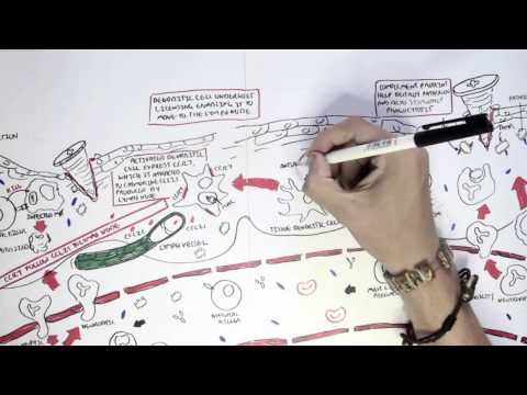 Immunology Map VII - Adaptive (Acquired) Immunity
