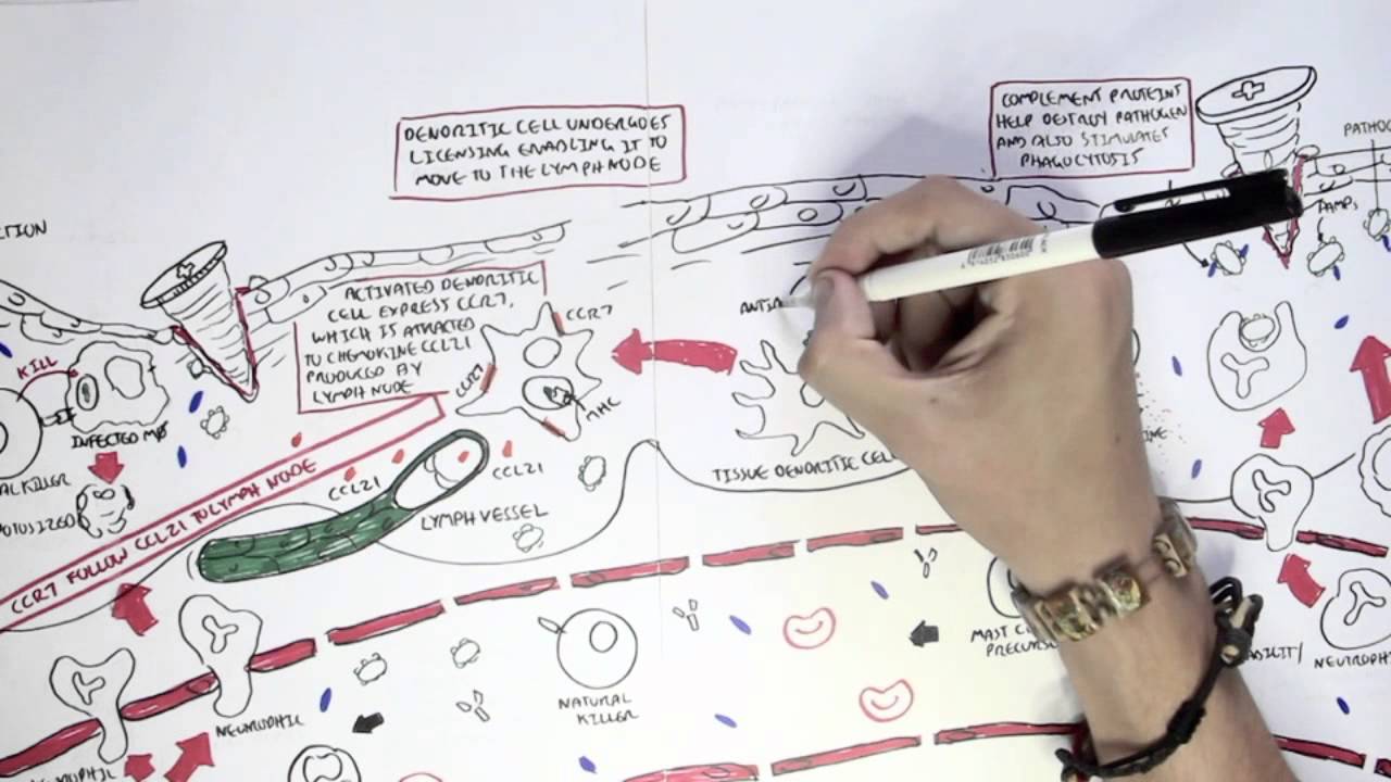 Immunology Map VII - Adaptive (Acquired) Immunity