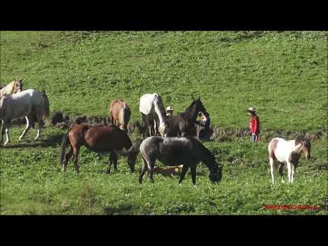 CAVALLI IN ALPEGGIO A PONTECHIANALE IN VALLE VARAITA (CN) DOM.  11 - 9 - 2022.