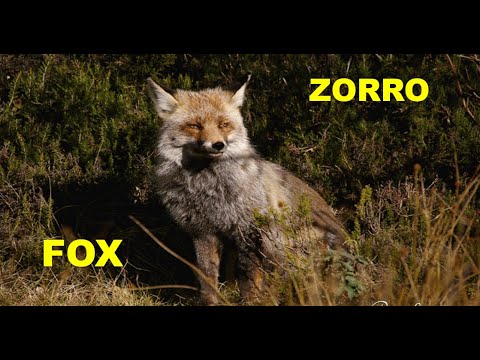 ZORRO | FOX | Vulpes vulpes