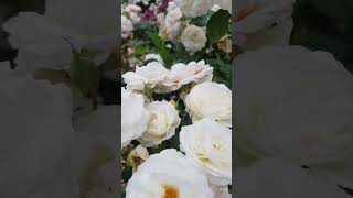 Download lagu La Vie En Rose☁️💌|White Roses| #whiterose #rose #nature #shorts mp3 Download lagu La Vie En Rose☁️💌|White Roses| #whiterose #rose #nature #shorts mp3
