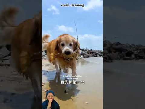 Anjing Masak Buat Ulang Tahun Mama ❣️‼️#funny #dubbing #shorts