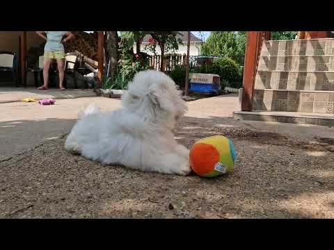 Perros Coton de Tulear en venta