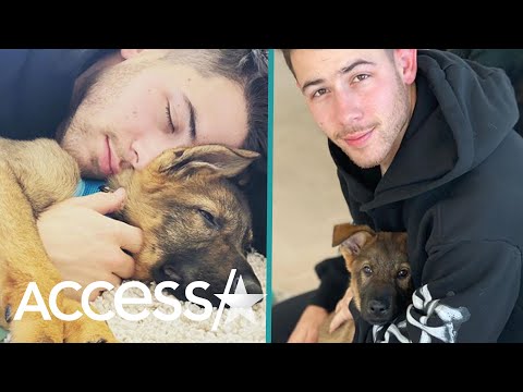 Priyanka Chopra Surprises Sleeping Nick Jonas w/ New Puppy & His Reaction Is Priceless