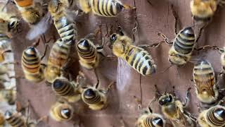 Bees Fanning the 'come-here' scent