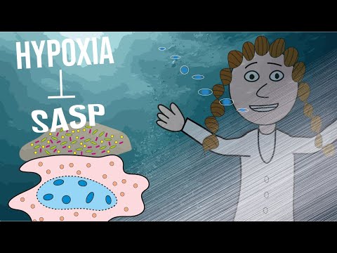 Could hypoxia reduce the SASP?