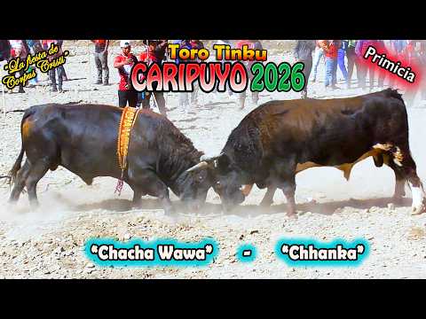 Toro Tinku de CARIPUYO 2026, 2Dia T4 "Chacha Wawa-Chhanka". (Video Oficial de ALPRO) BO.