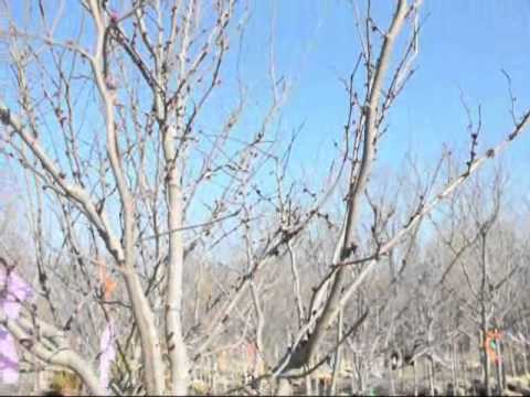 download lagu mp3 mp4 Appalachian Red Eastern Redbud, download lagu Appalachian Red Eastern Redbud gratis, unduh video klip Appalachian Red Eastern Redbud