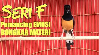 Download lagu AWAS EMOSI DAN IKUT BONGKAR ISIAN DENGAN PANCINGAN MURAI BATU SERI F INI 100% AMPUH mp3