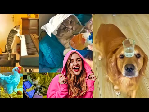 Éste video te hará reír 😂😂 Mejores animales graciosos del momento 🐕🐶🐈🙀